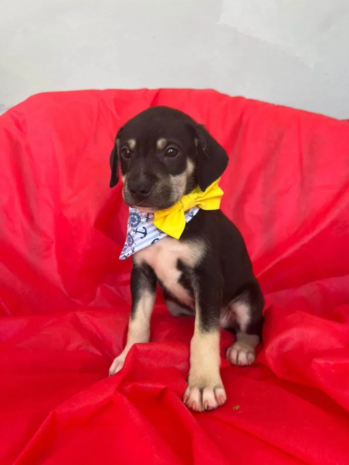 Cachorro ra a SRD-ViraLata idade 2 a 6 meses nome Bolt