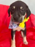 Bolt