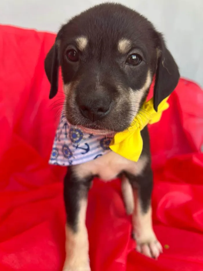 Cachorro ra a SRD-ViraLata idade 2 a 6 meses nome Bolt