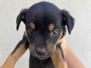 Cachorro raça SRD-ViraLata idade Abaixo de 2 meses nome Cafezinho 