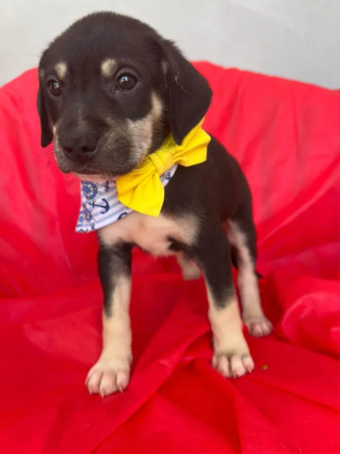 Cachorro ra a SRD-ViraLata idade 2 a 6 meses nome Bolt