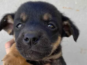 Cachorro raça SRD-ViraLata idade Abaixo de 2 meses nome Bombom 