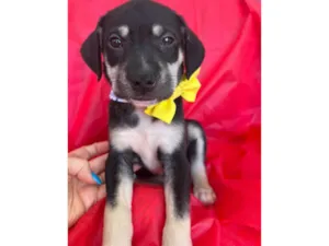 Cachorro raça SRD-ViraLata idade 2 a 6 meses nome Bolt