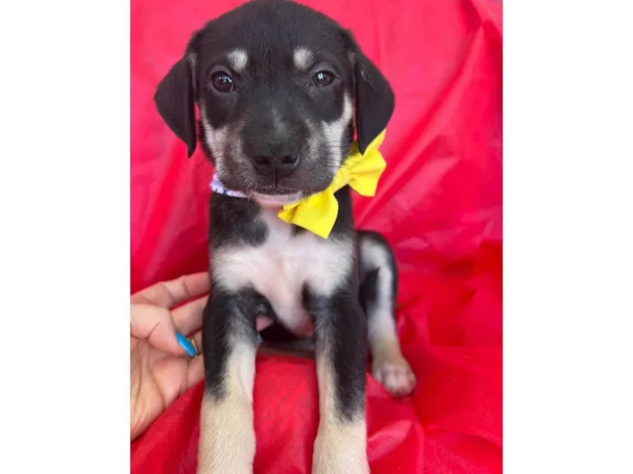 Cachorro ra a SRD-ViraLata idade 2 a 6 meses nome Bolt