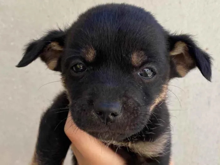 Cachorro raça SRD-ViraLata idade Abaixo de 2 meses nome Pezinho