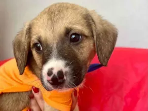 Cachorro raça SRD-ViraLata idade 2 a 6 meses nome Theo