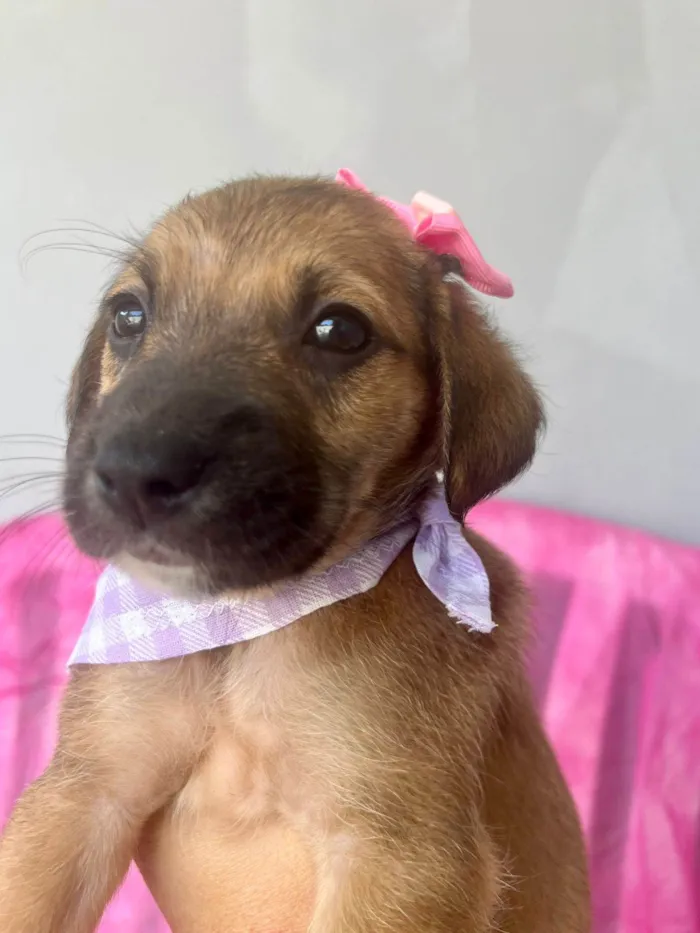 Cachorro ra a SRD-ViraLata idade 2 a 6 meses nome Mini