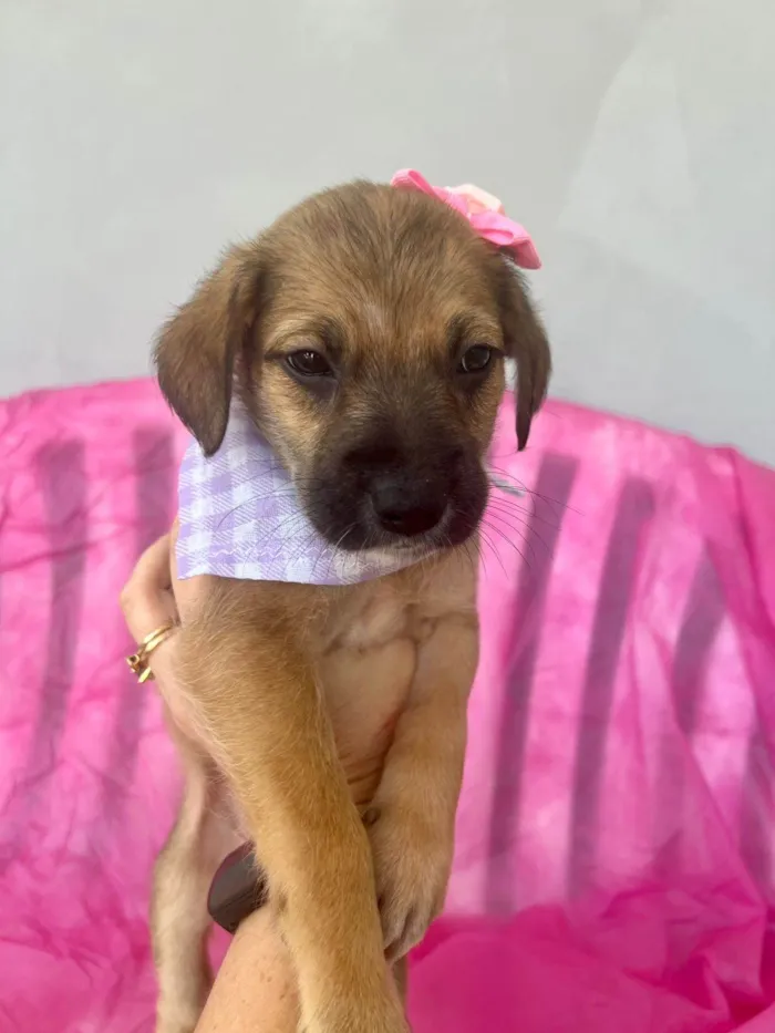 Cachorro ra a SRD-ViraLata idade 2 a 6 meses nome Mini