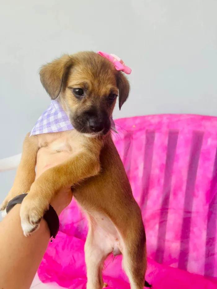Cachorro ra a SRD-ViraLata idade 2 a 6 meses nome Mini