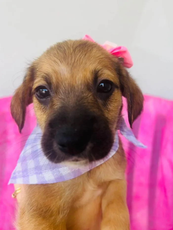 Cachorro ra a SRD-ViraLata idade 2 a 6 meses nome Mini
