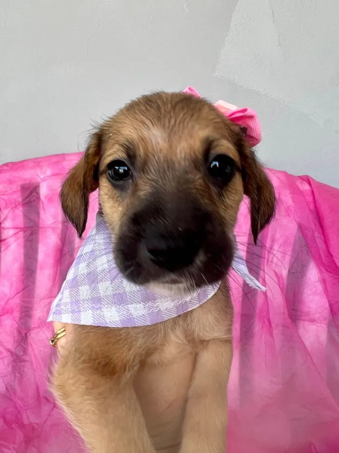 Cachorro ra a SRD-ViraLata idade 2 a 6 meses nome Mini