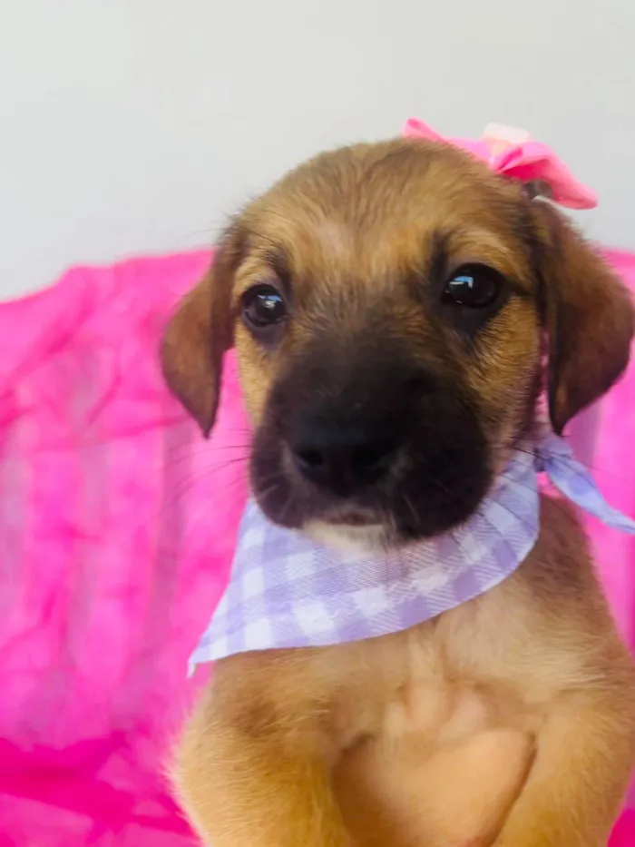 Cachorro ra a SRD-ViraLata idade 2 a 6 meses nome Mini