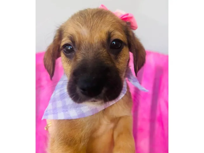 Cachorro ra a SRD-ViraLata idade 2 a 6 meses nome Mini