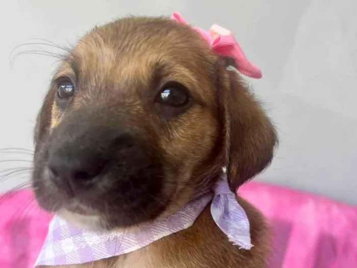 Cachorro ra a SRD-ViraLata idade 2 a 6 meses nome Mini