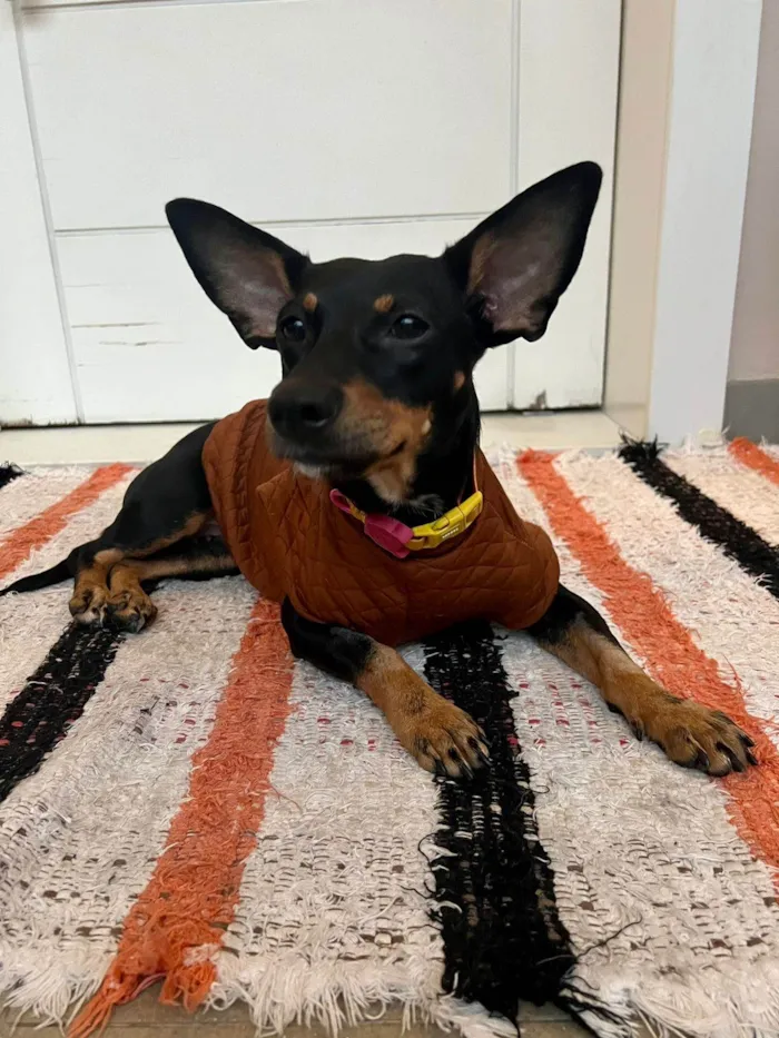 Cachorro ra a SRD-ViraLata idade 1 ano nome Zaya Maria