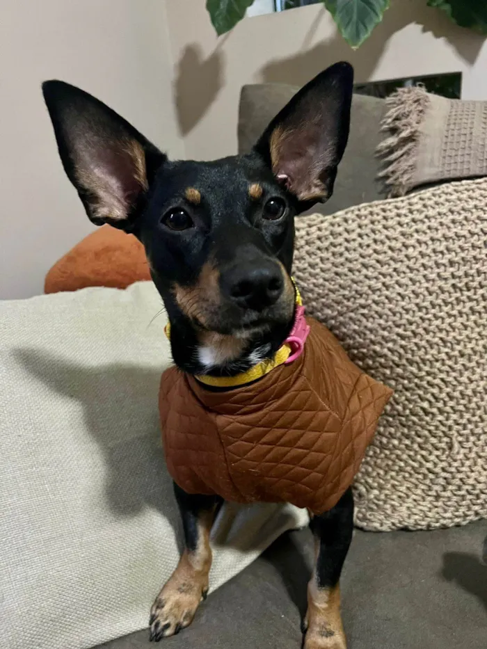 Cachorro ra a SRD-ViraLata idade 1 ano nome Zaya Maria