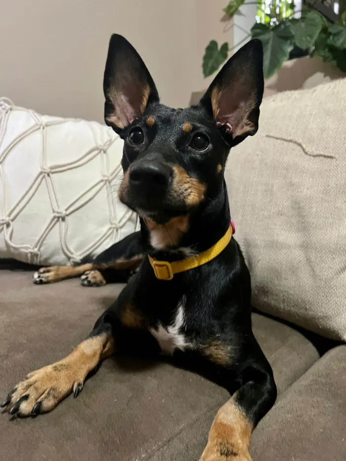 Cachorro ra a SRD-ViraLata idade 1 ano nome Zaya Maria