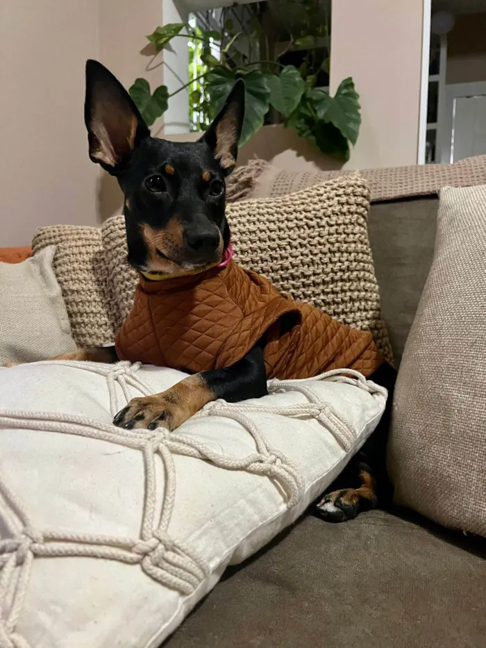 Cachorro ra a SRD-ViraLata idade 1 ano nome Zaya Maria