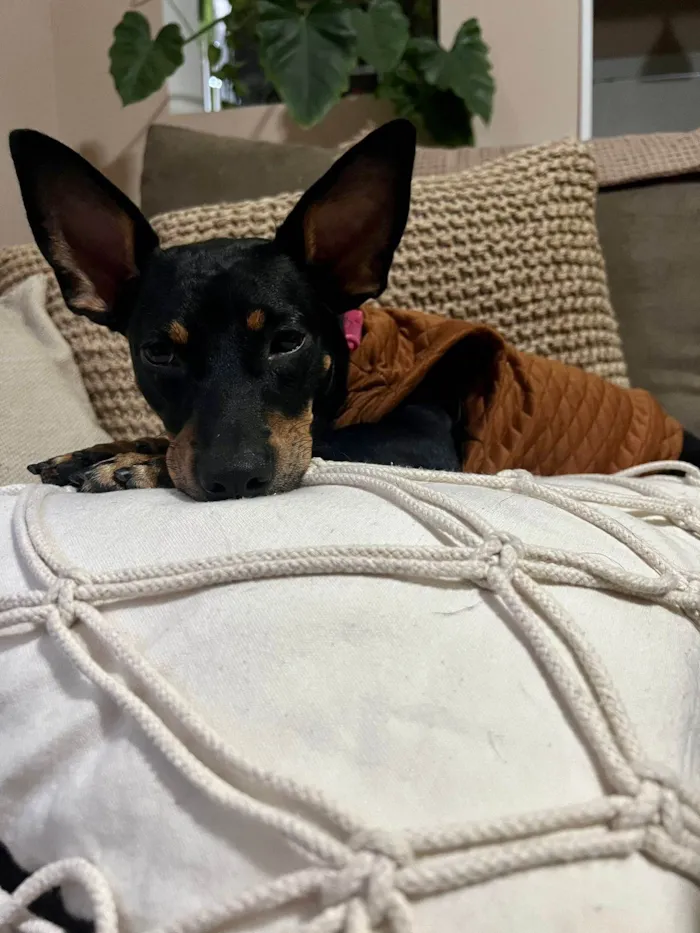 Cachorro ra a SRD-ViraLata idade 1 ano nome Zaya Maria