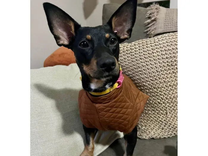 Cachorro ra a SRD-ViraLata idade 1 ano nome Zaya Maria