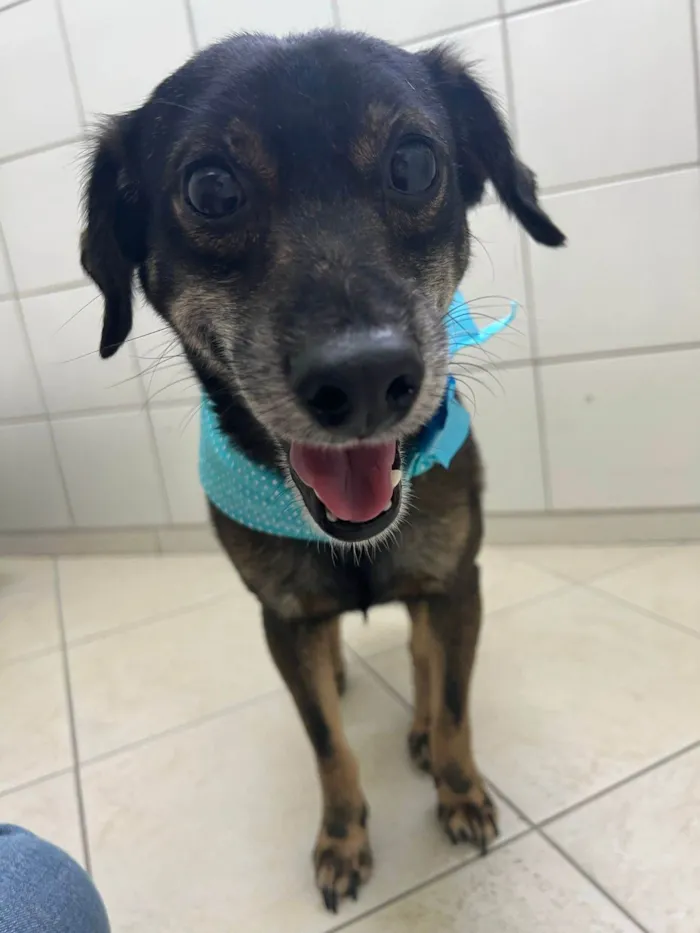 Cachorro ra a SRD-ViraLata idade 3 anos nome Janjão