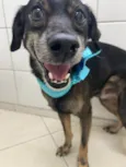 Janjão