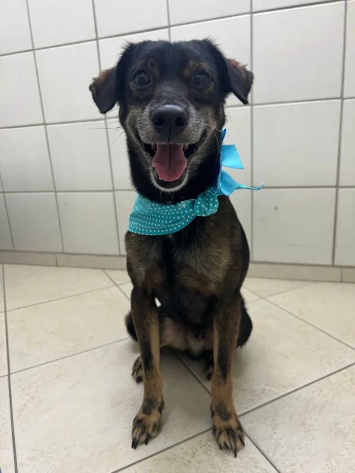 Cachorro ra a SRD-ViraLata idade 3 anos nome Janjão