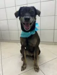 Janjão