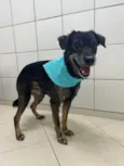 Janjão