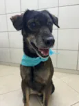 Janjão