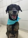 Janjão