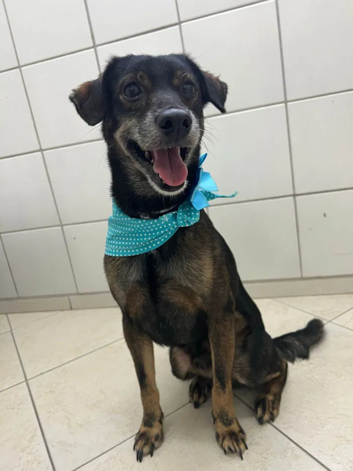 Cachorro ra a SRD-ViraLata idade 3 anos nome Janjão