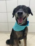 Janjão