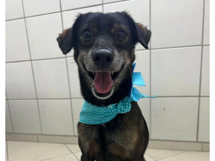 Cachorro ra a SRD-ViraLata idade 3 anos nome Janjão