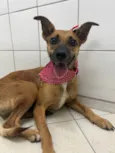 Pit Filha
