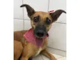 Pit Filha