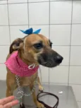Pit Mae