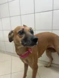 Pit Mae