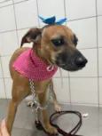 Pit Mae