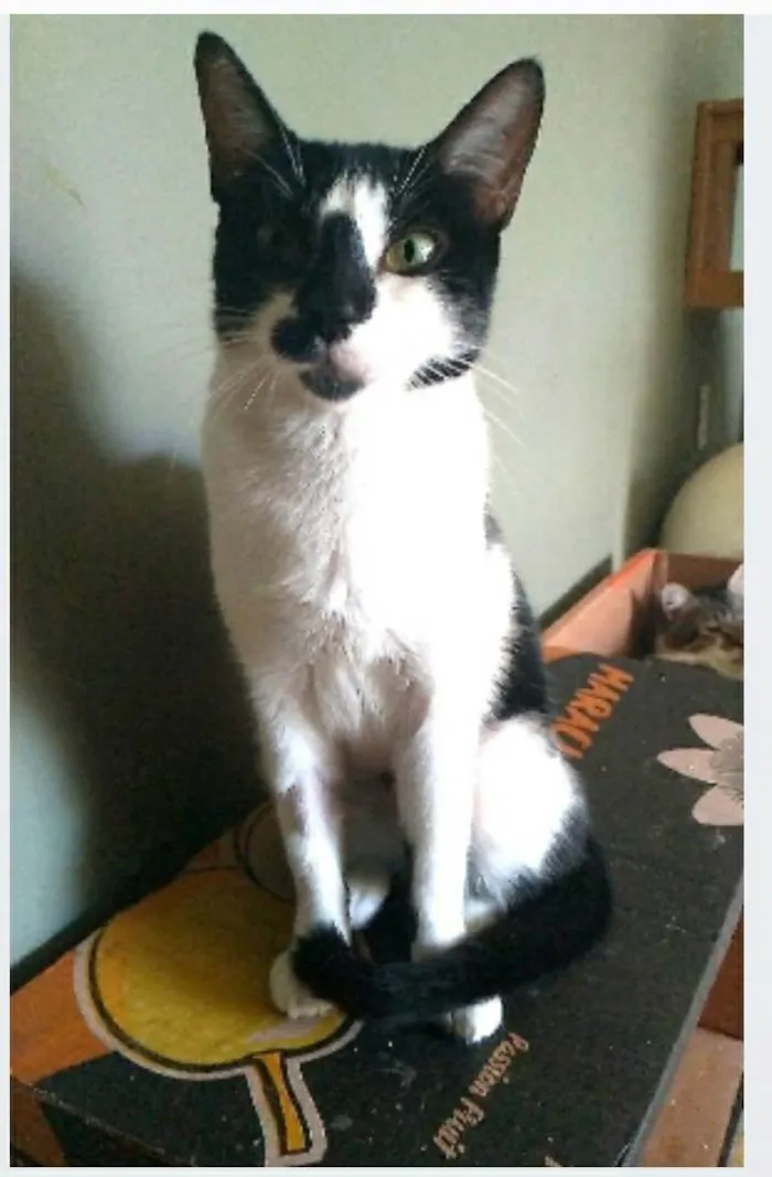 Gato ra a srd frajolinha idade 7 a 11 meses nome CELINA
