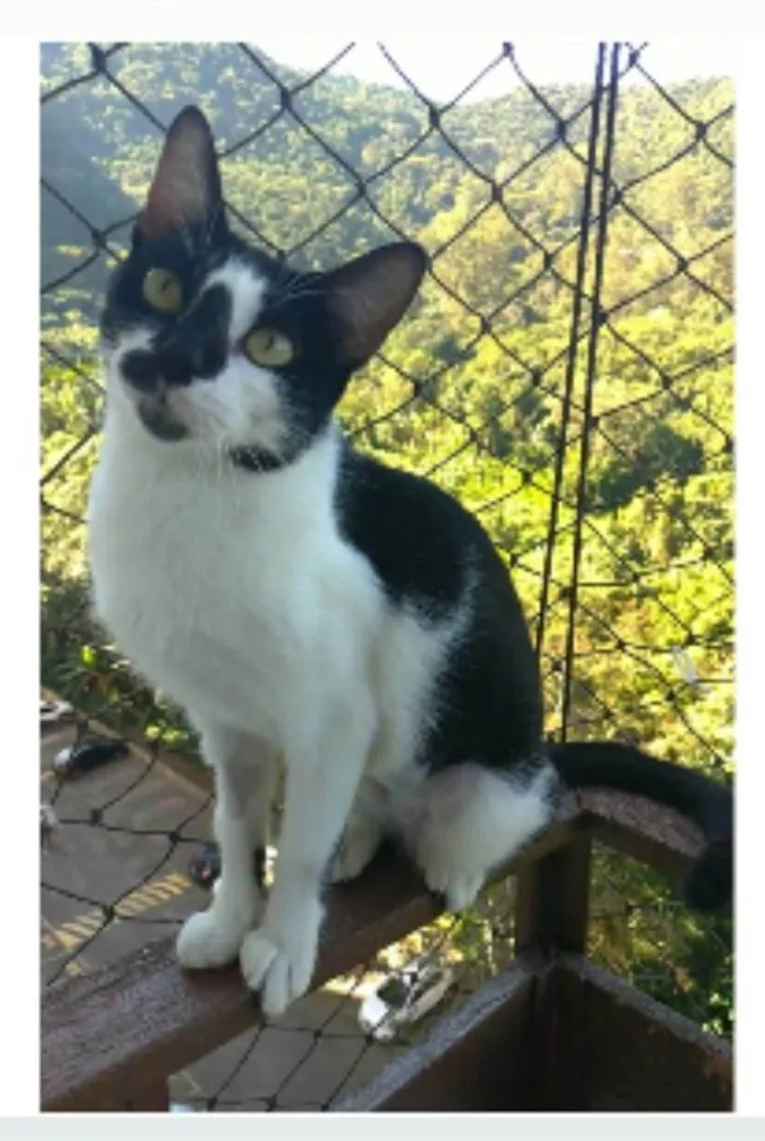 Gato ra a srd frajolinha idade 7 a 11 meses nome CELINA