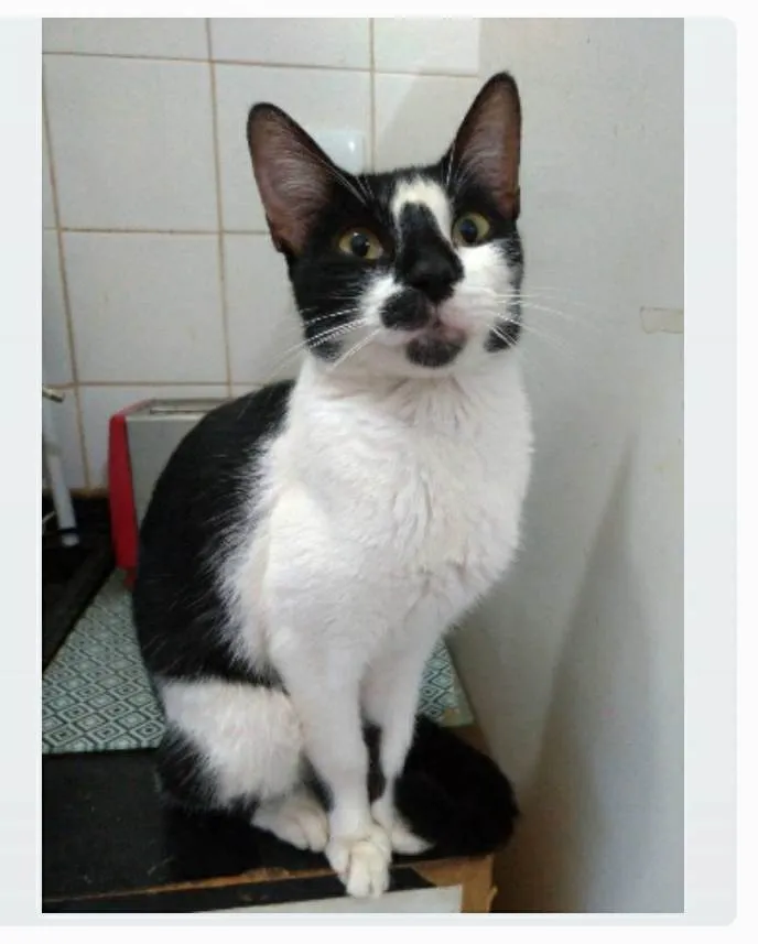 Gato ra a srd frajolinha idade 7 a 11 meses nome CELINA