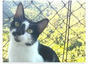 Gato raça srd frajolinha idade 7 a 11 meses nome CELINA