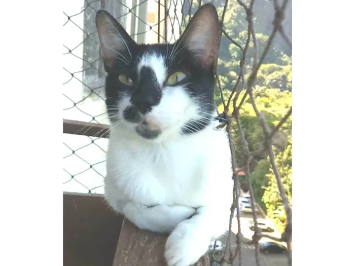Gato ra a srd frajolinha idade 7 a 11 meses nome CELINA