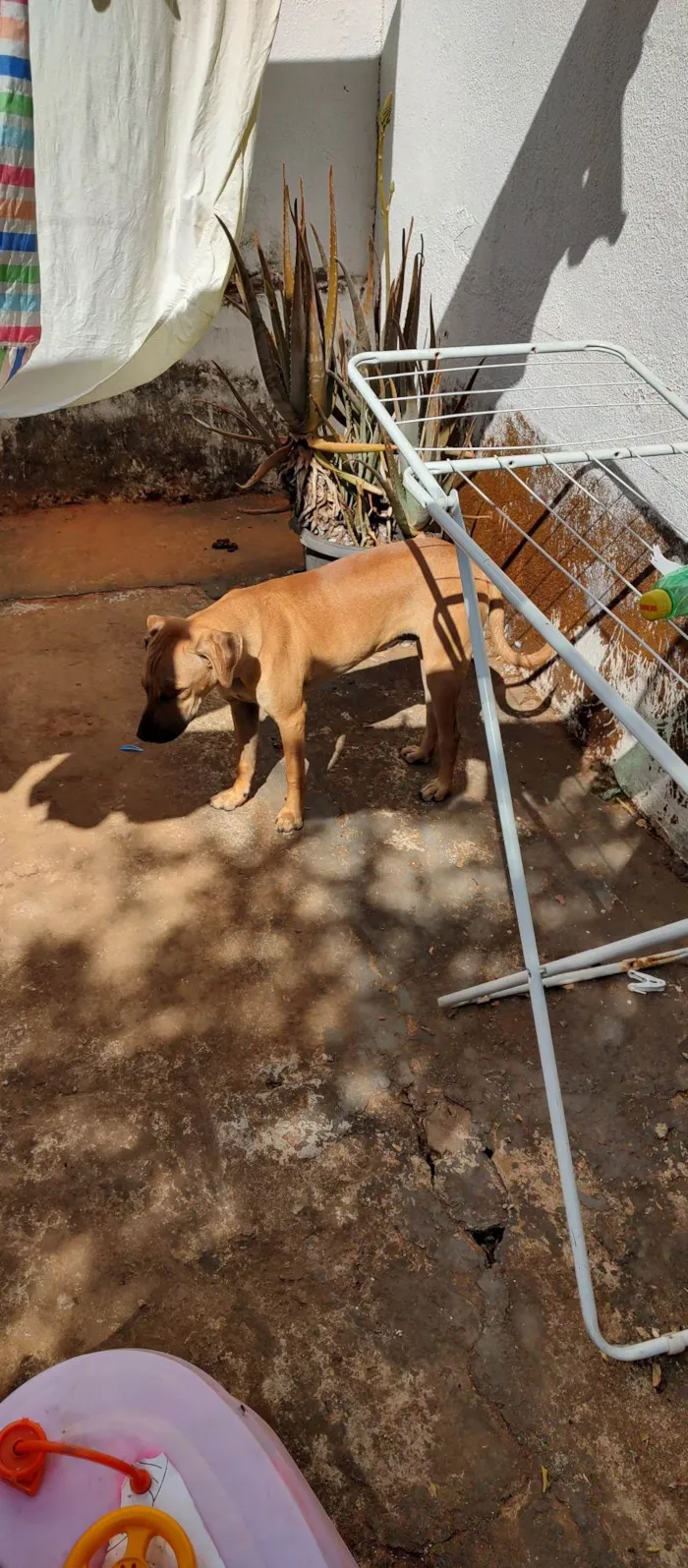 Cachorro ra a Indefinido  idade 1 ano nome Negan e Rapa