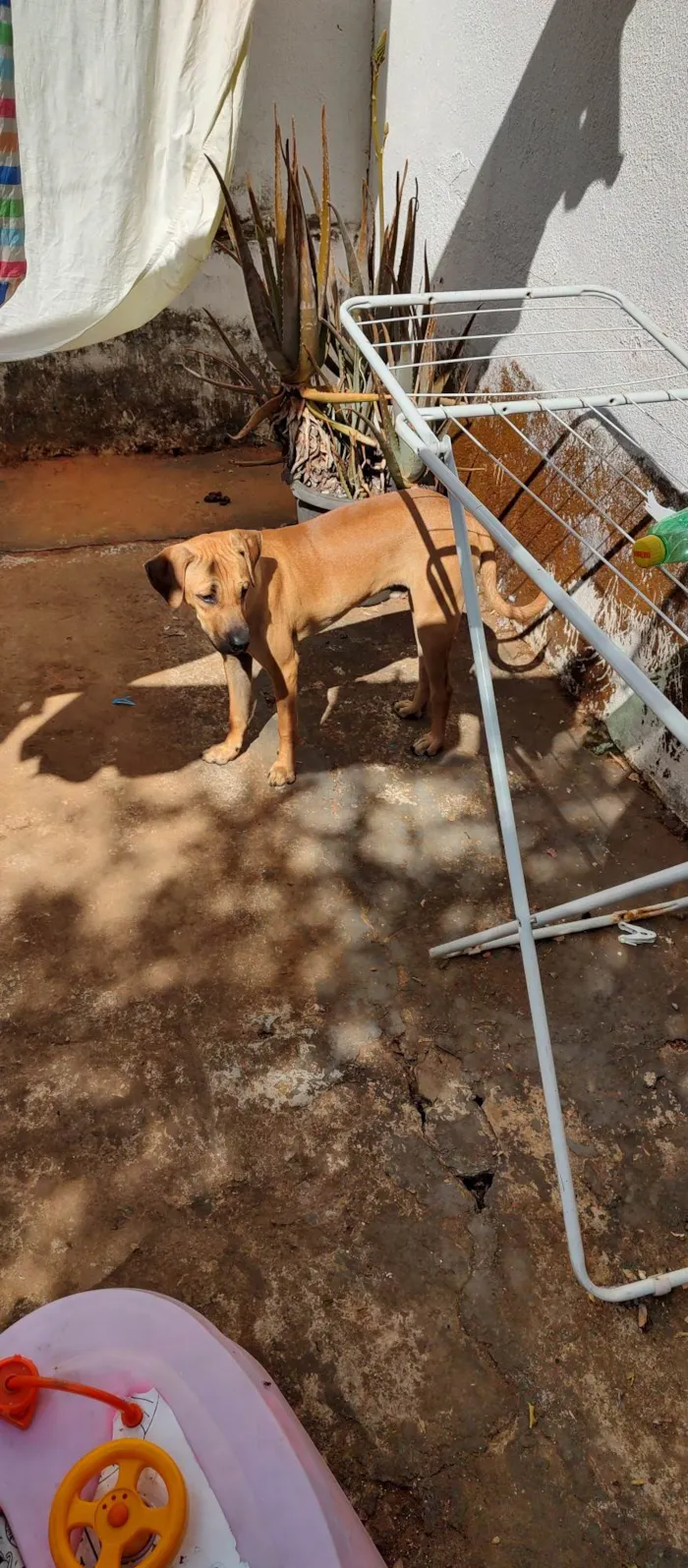 Cachorro ra a Indefinido  idade 1 ano nome Negan e Rapa