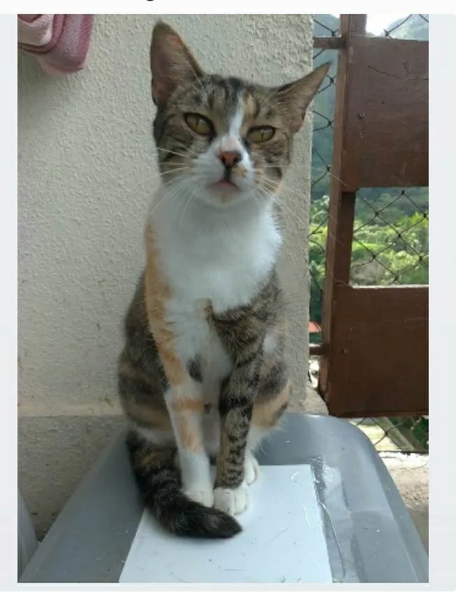 Gato ra a srd idade 7 a 11 meses nome TYNNA