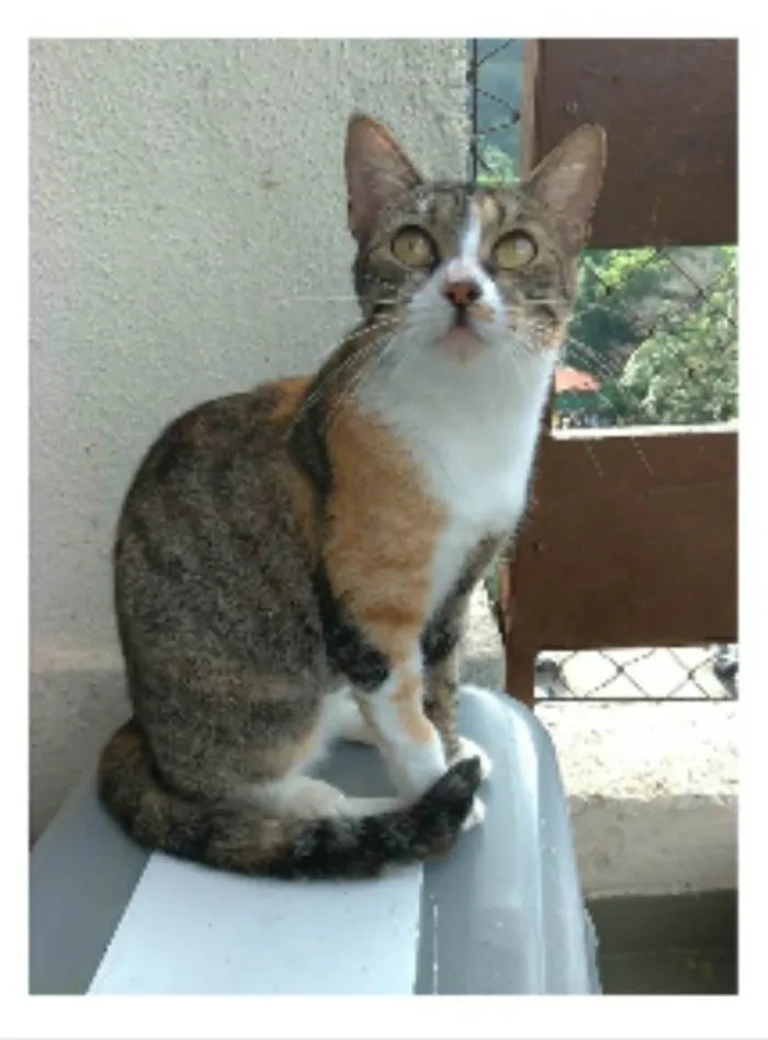 Gato ra a srd idade 7 a 11 meses nome TYNNA
