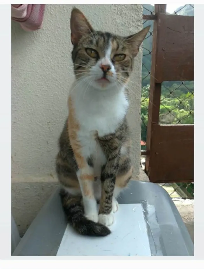 Gato ra a srd idade 7 a 11 meses nome TYNNA