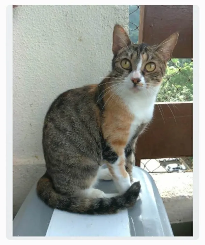 Gato ra a srd idade 7 a 11 meses nome TYNNA
